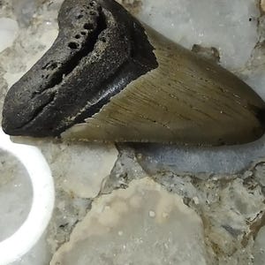 May include: A fossilized shark tooth featuring a dark, textured root section with visible porous details and a smooth, tan-colored enamel blade. The tooth exhibits a triangular shape with a distinct separation between the root and the crown.