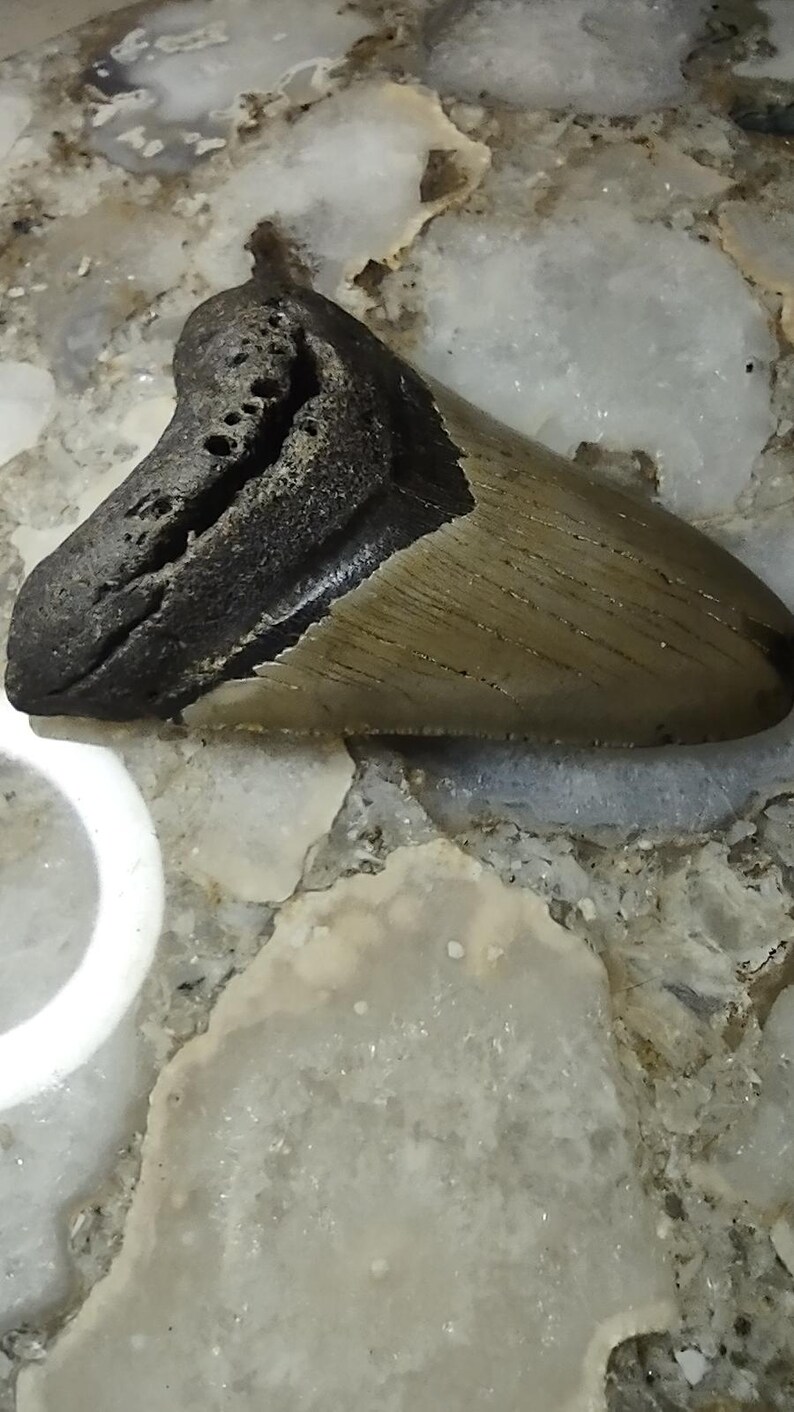 May include: A fossilized shark tooth featuring a dark, textured root section with visible porous details and a smooth, tan-colored enamel blade. The tooth exhibits a triangular shape with a distinct separation between the root and the crown.