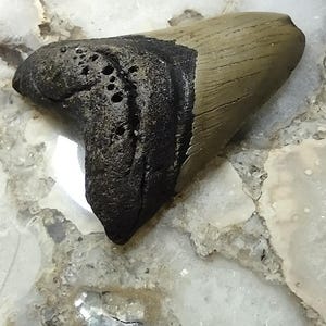 May include: A fossilized shark tooth featuring a tan, textured crown and a dark brown, porous root. The tooth has a triangular shape with visible vertical striations on the enamel surface and a jagged, uneven edge along the root section.