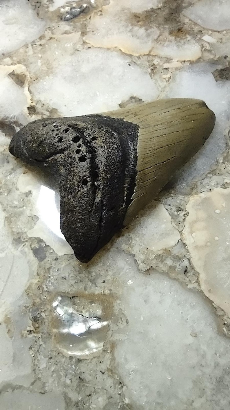 May include: A fossilized shark tooth featuring a tan, textured crown and a dark brown, porous root. The tooth has a triangular shape with visible vertical striations on the enamel surface and a jagged, uneven edge along the root section.