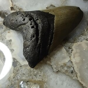 May include: A fossilized shark tooth featuring a dark, textured root and a smooth, tan-colored enamel crown. The specimen displays a distinct triangular shape with visible natural pitting and wear along the root section and a sharp, pointed tip.