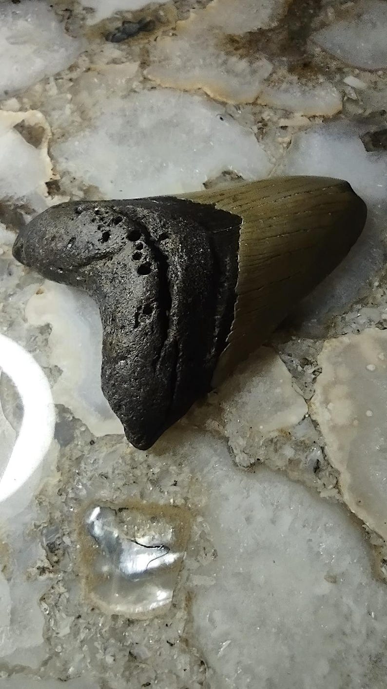 May include: A fossilized shark tooth featuring a dark, textured root and a smooth, tan-colored enamel crown. The specimen displays a distinct triangular shape with visible natural pitting and wear along the root section and a sharp, pointed tip.