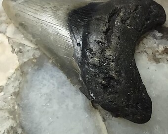 Uiterst zeldzaam, authentiek fossiel van een Megalodon-haaientand | Prehistorisch zee-exemplaar | Natuurhistorisch verzamelobject