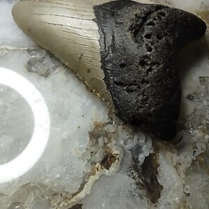 May include: A fossilized shark tooth featuring a smooth, light tan enamel crown and a dark, textured root. The tooth displays a curved, triangular shape with visible serrations along the edge, showcasing natural mineralized coloration.