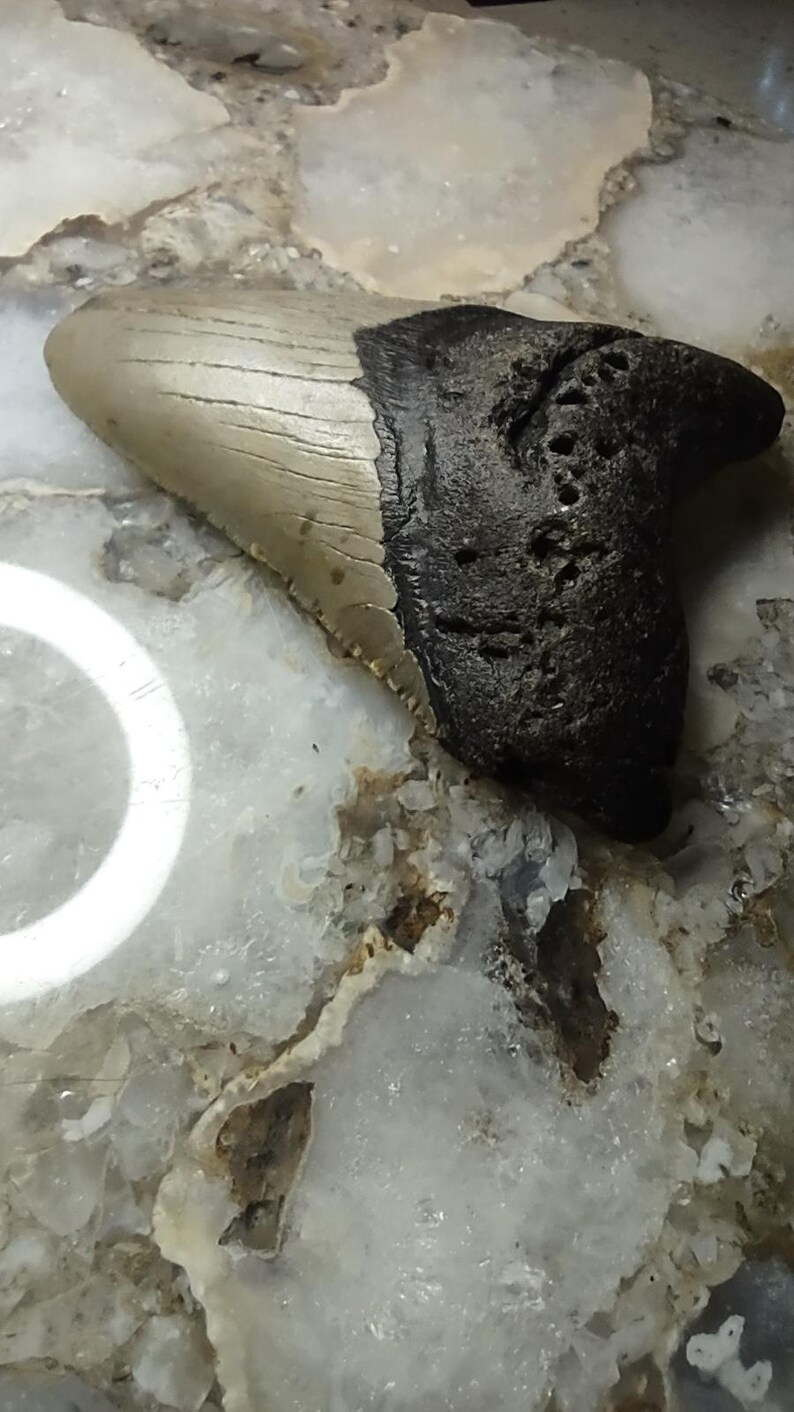 May include: A fossilized shark tooth featuring a smooth, light tan enamel crown and a dark, textured root. The tooth displays a curved, triangular shape with visible serrations along the edge, showcasing natural mineralized coloration.