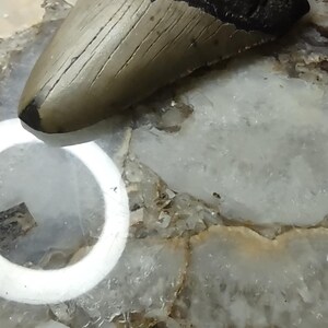May include: A fossilized shark tooth featuring a dark, textured root and a smooth, light tan enamel crown with visible vertical striations. The tooth has a triangular shape with a curved edge and a pointed tip, displaying natural mineralized details.