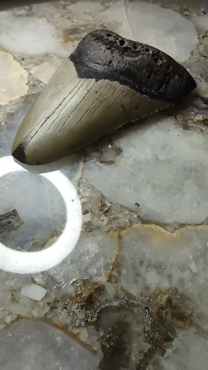 May include: A fossilized shark tooth featuring a dark, textured root and a smooth, light tan enamel crown with visible vertical striations. The tooth has a triangular shape with a curved edge and a pointed tip, displaying natural mineralized details.