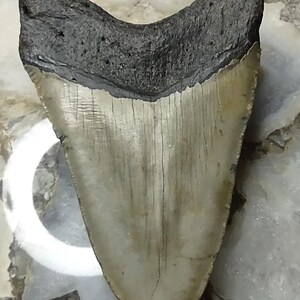 May include: A fossilized shark tooth featuring a dark, textured root section and a smooth, cream-colored enamel crown. The tooth has a triangular shape with a distinct horizontal line separating the root from the blade, showing natural vertical striations.