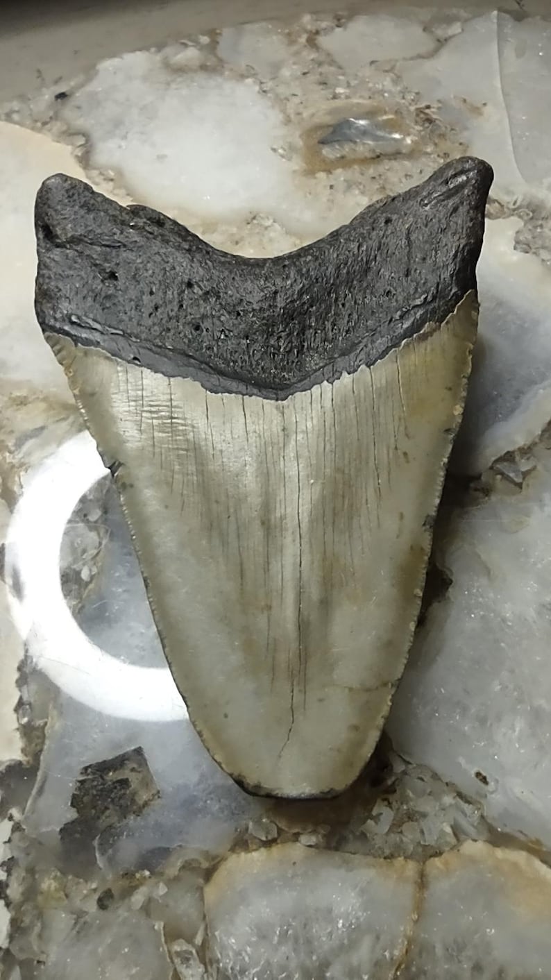May include: A fossilized shark tooth featuring a dark, textured root section and a smooth, cream-colored enamel crown. The tooth has a triangular shape with a distinct horizontal line separating the root from the blade, showing natural vertical striations.