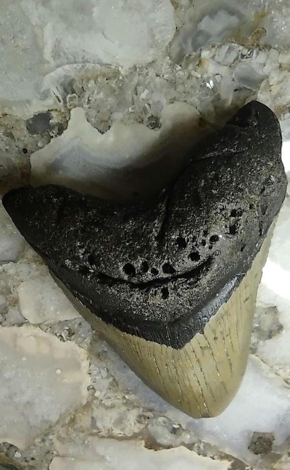 Ultra rare Genuine Megalodon Shark Tooth Fossil | Prehistoric Marine Specimen | Natural History Collectible
