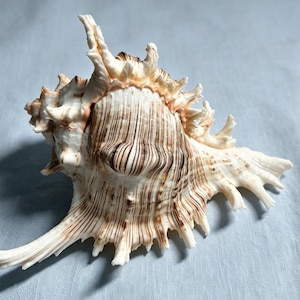 Chicoreus torrefactus Shell 15 cm | Large Murex Shell Natural Seashell Coastal decor