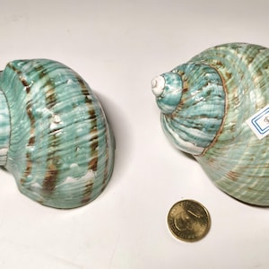 Large Imperial Turbo Shell | Coastal Decor, Beach Wedding Display (10-11cm)