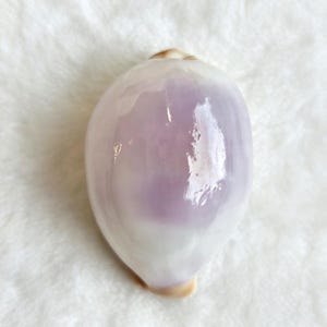 May include: A smooth, polished cowrie shell with a glossy finish. The shell features a gradient of soft white at the edges transitioning into a prominent, rounded patch of light lavender purple in the centre, with a small tan tip at the top.
