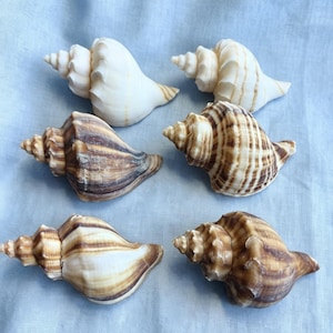May include: Six spiral seashells arranged in two columns. The top two shells are off-white with subtle tan markings. The middle and bottom shells feature prominent brown and cream striped patterns with textured, ridged surfaces and pointed tips.