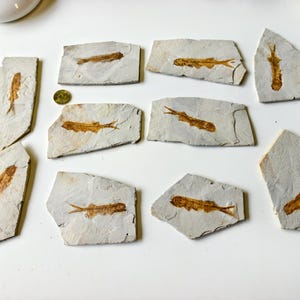 May include: A collection of fossilized fish specimens embedded in light gray stone. The fish fossils are a brownish-orange color, and each is displayed on a separate, irregularly shaped stone slab. A gold coin is also present.