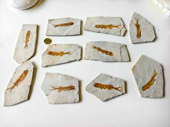 Lycoptera Fish Fossil Specimen – Natural Prehistoric Fossil Display, Jurassic Decor, Collector Gift
