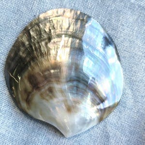 May include: A polished, fan-shaped seashell featuring a smooth, iridescent surface with swirling patterns of dark brown, charcoal grey, and creamy white. The shell displays a natural pearlescent lustre that reflects light across its curved, organic form.