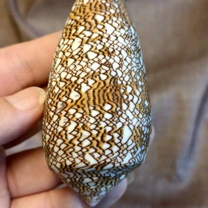May include: A cone shell featuring a complex, net-like pattern of dark brown lines over a white background. The shell has a tapered, elongated shape with a pointed apex and a smooth, polished surface texture, displaying a dense, geometric network.