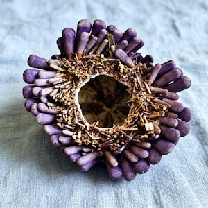 May include: A dried purple sea urchin test featuring a hollow centre surrounded by numerous short, blunt, finger-like spines. The interior of the shell is visible, showing a textured, light-coloured surface with a star-shaped pattern at the base.
