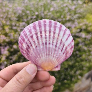 May include: A fan-shaped scallop shell featuring a radial pattern of deep magenta and white stripes. The shell has a textured, ribbed surface that radiates from a central hinge point, which displays a soft, pale yellow and orange gradient.