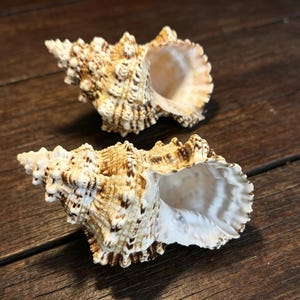 May include: Two sea shells with a spiral shape and a textured, spiky exterior. The shells feature a colour palette of cream, tan, and dark brown markings. The interior of each shell is smooth, white, and has a fluted, scalloped edge at the opening.