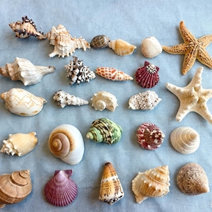 May include: A collection of various seashells and two starfish arranged in rows. The assortment includes spiral, cone, and fan-shaped shells in shades of white, brown, tan, green, and purple, featuring diverse textures, patterns, and sizes.