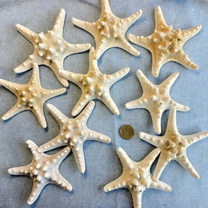 May include: A collection of nine off-white, knobby starfish arranged in a group. Each starfish features five arms with a textured, bumpy surface. A small, round, metallic coin is positioned near the centre of the arrangement for scale.