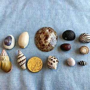 May include: A collection of various seashells and a gold-coloured Australian one dollar coin. The shells include smooth white, brown-spotted, striped, and textured varieties in different shapes and sizes, arranged on a light blue fabric surface.