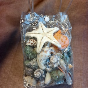 May include: A transparent plastic bag containing a collection of seashells and a white starfish. The bag features clear plastic handles and a white press stud. The seashells are diverse in colour and form.