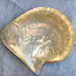 May include: A polished, iridescent mother-of-pearl shell with a smooth, curved surface. The shell displays a warm, golden-yellow hue with subtle, shifting rainbow-like reflections across its organic, fan-shaped form and natural, glossy texture.