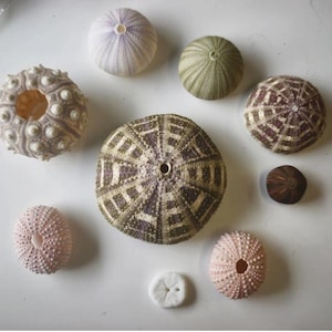 May include: A collection of nine sea urchin tests in various sizes and colours, including shades of pale pink, light purple, olive green, and brown. The specimens feature intricate radial patterns, porous textures, and central openings.