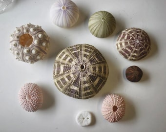 Mixed Sea Urchin Shell Collection – 9 Pcs. Coastal conch fish tank Decor Mixed