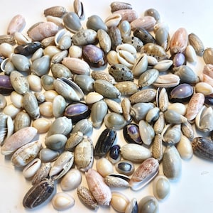 May include: A large collection of assorted cowrie shells in various sizes and shapes. The shells feature a smooth, glossy finish with natural patterns in shades of white, cream, grey, brown, and purple, displaying their characteristic oval shape.