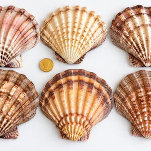 May include: Six fan-shaped scallop shells arranged in two rows, each featuring radial ridges and varying shades of brown, tan, and cream. A small, round, gold-coloured coin is positioned between the top two shells for scale reference.