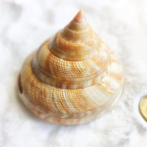 May include: A conical seashell featuring a spiral pattern with textured ridges. The shell displays a gradient of warm colours, including shades of cream, tan, and light brown, arranged in alternating bands that follow the natural curve of the shell.