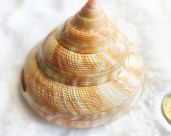 Mikadotrochus hirasei Hirase’s Slit Shell Rare Natural Seashell Collector Specim
