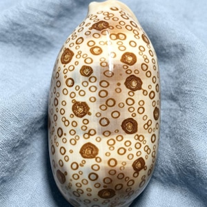 May include: A smooth, oval-shaped sea shell featuring a cream-coloured base with a dense pattern of brown circular spots and larger, darker brown ringed markings distributed across its glossy, rounded surface.