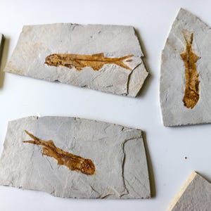 May include: Several fossilized fish imprints are displayed on light gray stone slabs. The fish skeletons are a warm brown color, contrasting with the neutral background. The fossils vary in size and shape, showcasing ancient aquatic life.