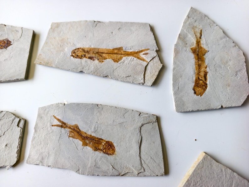 May include: Several fossilized fish imprints are displayed on light gray stone slabs. The fish skeletons are a warm brown color, contrasting with the neutral background. The fossils vary in size and shape, showcasing ancient aquatic life.