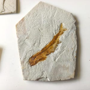 May include: A fossilized fish imprint on a light gray stone. The fish is a golden brown color and is positioned diagonally across the stone. The stone has a rough, textured surface. The image is a close-up shot.
