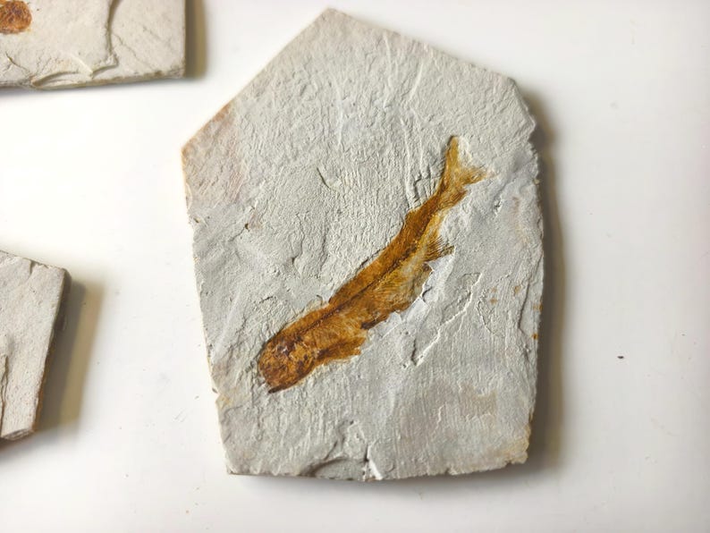 May include: A fossilized fish imprint on a light gray stone. The fish is a golden brown color and is positioned diagonally across the stone. The stone has a rough, textured surface. The image is a close-up shot.