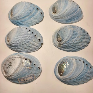 May include: Six blue abalone shells with a shimmering, textured appearance. Each shell features a pearlescent interior and small holes along the edge. The shells are displayed on a light surface.