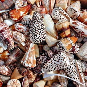 May include: A collection of cone shells in various sizes and patterns, featuring shades of brown, white, and cream. The shells display diverse markings including spots, stripes, and geometric shapes, with some showing smooth surfaces and others textured.