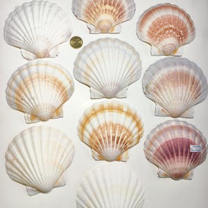 May include: A selection of scallop shells in shades of white, cream, and orange-pink. The shells are displayed on a white surface, highlighting their fan-shaped, ribbed texture. Some shells have a small sticker attached.