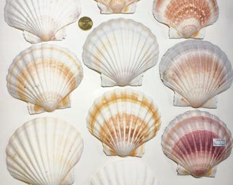 Large Hawaiian Scallop Shell | Coastal Beach Decor, Craft Supply 12cm