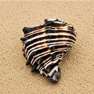 May include: A sea shell featuring a striking pattern of alternating black and white horizontal stripes. The shell has a textured, rugged surface with several prominent, dark, pointed protrusions extending from its outer spiral structure.