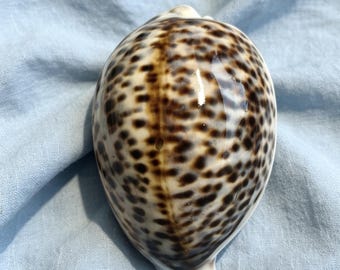 Extra Large Cypraea pantherina Panther Cowrie Shell 9-10cm potted Natural Seashell