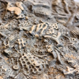 May include: A dark grey fossilised rock slab featuring a dense collection of embedded marine fossils. The surface displays intricate, light-coloured textures including honeycomb patterns, branching structures, and small circular shapes.