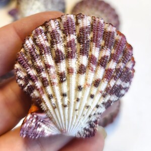 May include: A close-up of a scallop shell with a fan-like pattern. The shell features alternating bands of white and purple, with small dark spots. The edges are a darker purple, and the shell has a textured surface.