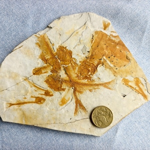 May include: A light tan, irregular stone slab containing multiple fossilised fish skeletons in a dark orange hue. A circular gold-coloured coin with a diameter of approximately 2.5 cm is placed on the lower right side for scale reference.